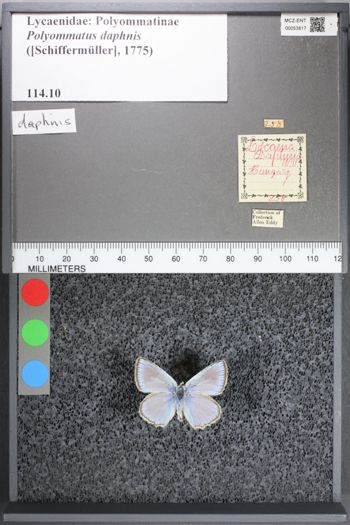 Media type: image;   Entomology 53817